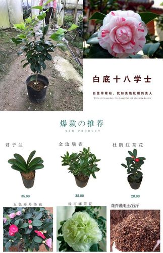 山茶花白底十八学士盆栽带花苞树苗好评好店