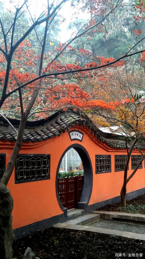 初冬时节,南京清凉山公园枫叶红!