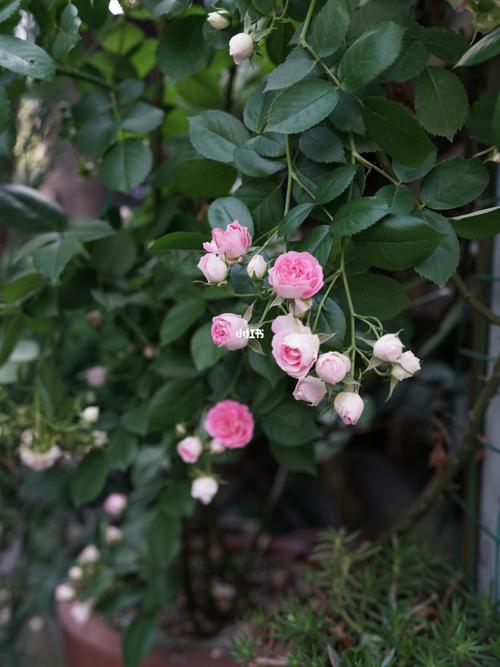 我为什么不推荐胭脂扣_胭脂_月季_养花_新手_养花知识