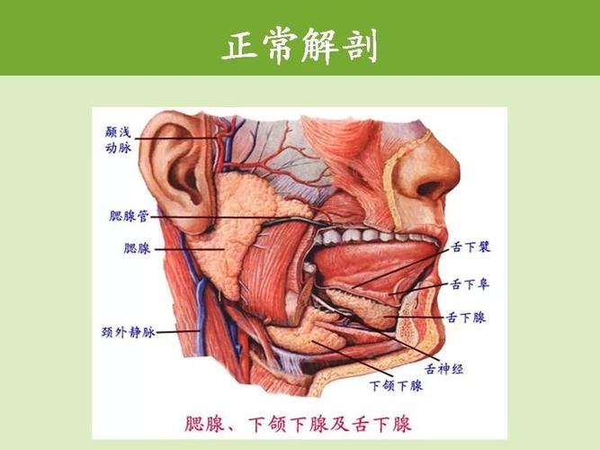 腮腺区常见病变的ct鉴别诊断影像天地