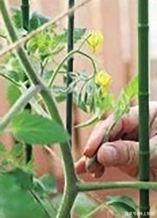 将番茄整枝打杈后再放任其生长,种植高手的偷懒栽培法!