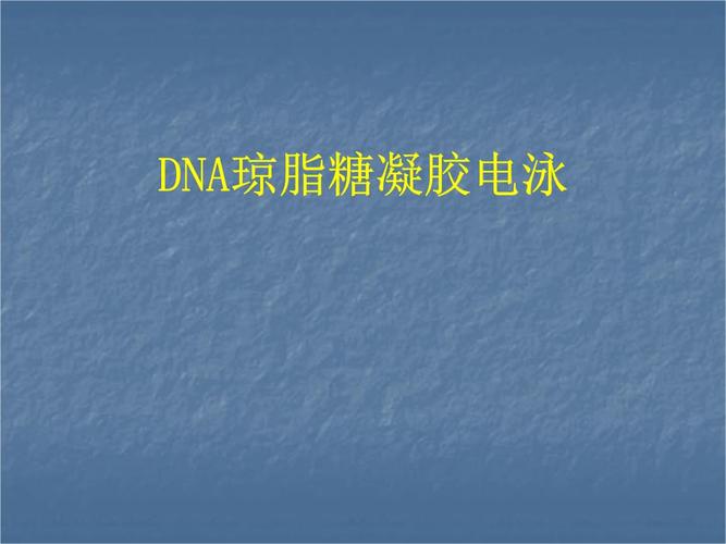 生物化学实验dna琼脂糖凝胶电泳.pptx 22页