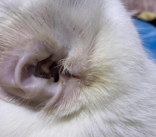 【讨论】请问大家这是耳螨还是耳朵脏啊?