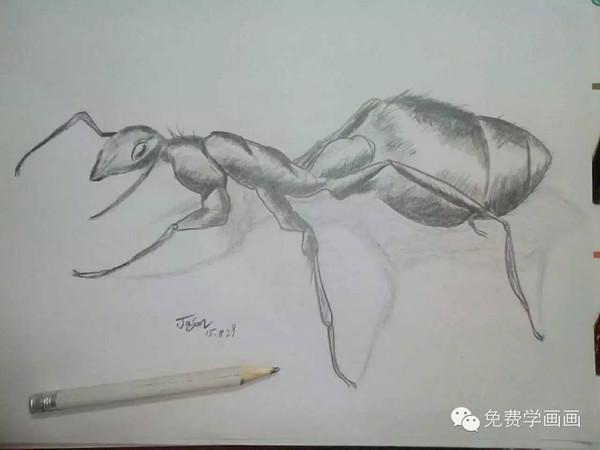 【免费学画画2】看我画的蚂蚁,你也可以学会