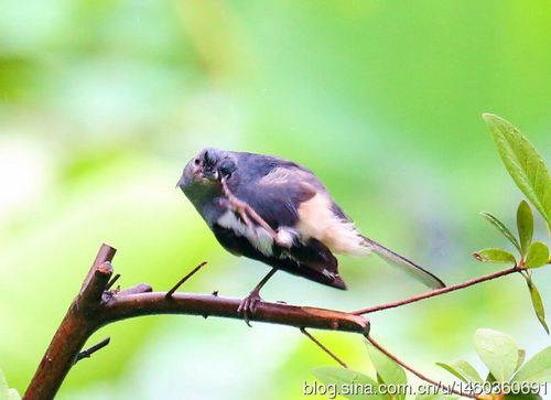 转载红树林四喜鸟鹊鸲