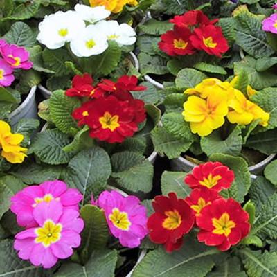 供应山东青州四季春 报春花 年宵花