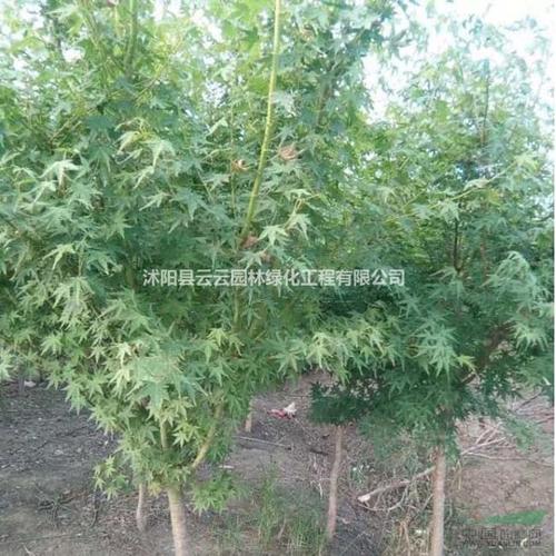 供应2-10公分枫树 枫树苗 枫树小苗