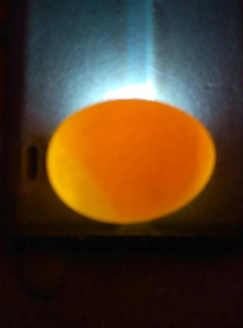 这是第六天的鸽子蛋是受精的吗