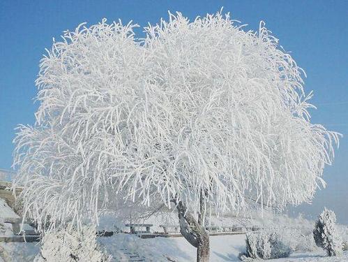 冬天的冰雪世界,看玉树琼花到吉林雾凇岛