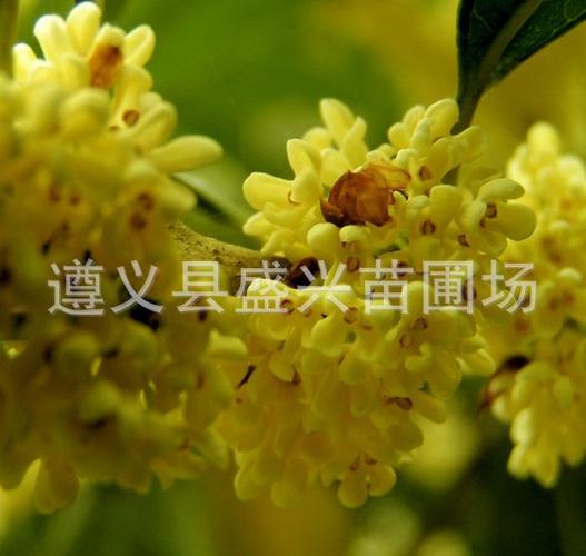 其中金桂又分为球桂,金球桂,狭叶金桂,柳叶苏桂和金秋早桂等众多品种.