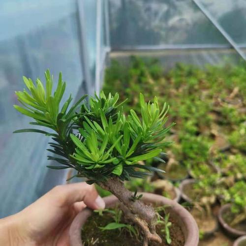 五针松小苗正宗嫁接五针松短针五针松日本宫岛大阪五针松盆景树苗