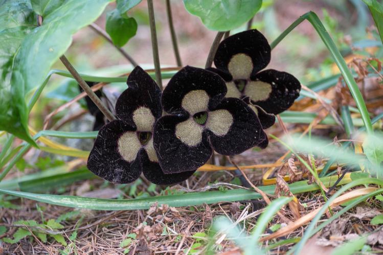 (首发)熊猫细辛花