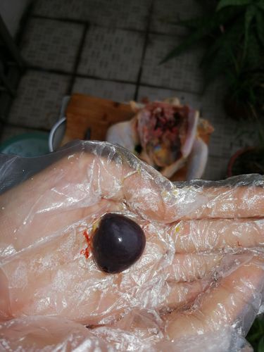 这是鸡的脾脏,外形呈椭圆形