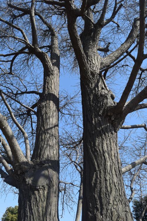 0189号古银杏树树干部分