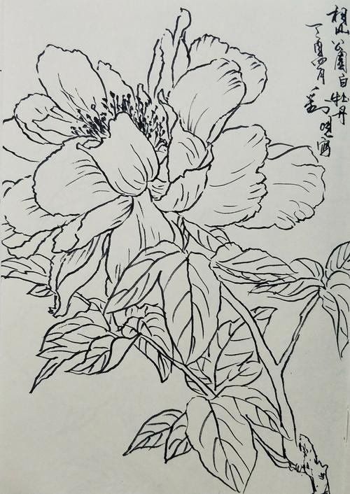 刘晛牡丹钢笔线描写生