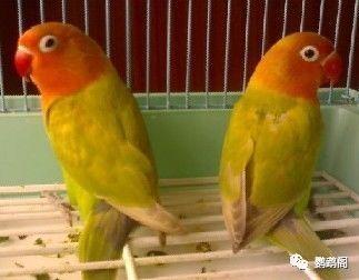 牡丹鹦鹉的品种及部分图片对照