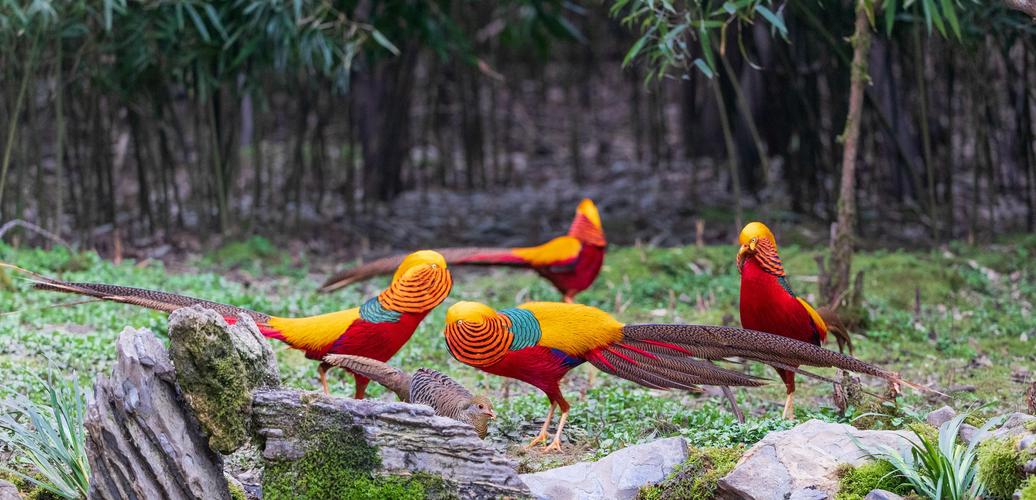 重庆南川:鸟中"凤凰"竞相争艳