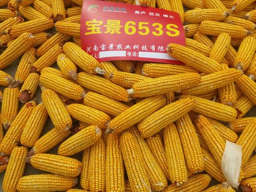 宝景653s,玉米中的plus【2020】