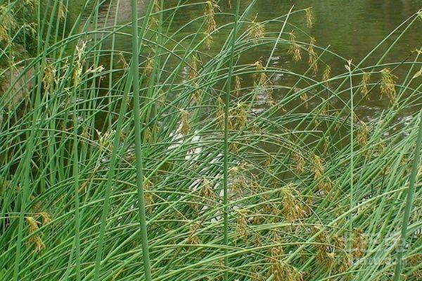 科/6341122" data-lemmaid="6341122">灯心草科 /a>灯心草属植物 /p>