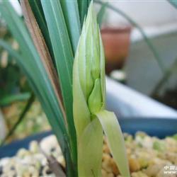 惠兰 浓香纯素心 带花苞 赌开品