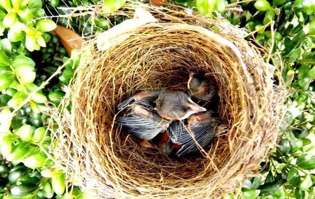 为什么树上的鸟窝大都是开口向上的?不怕下雨吗?