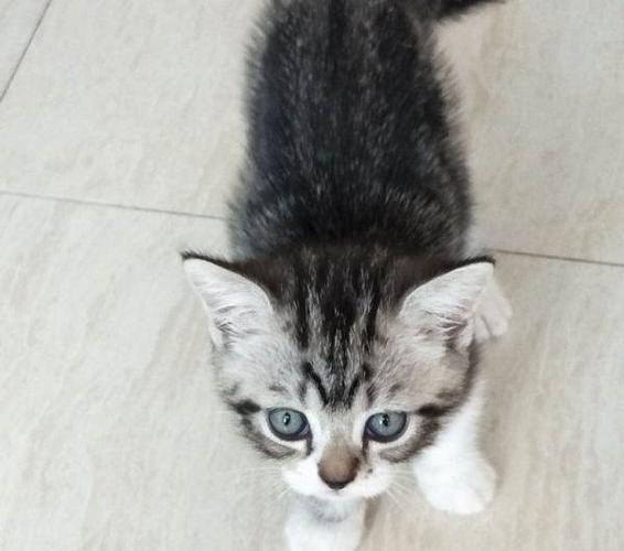 美短虎斑猫两只,一只鱼骨刺,一只标斑加白