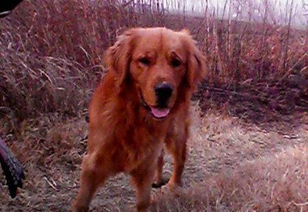 红色金毛犬公子便宜卖可议