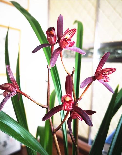 建兰八大红花之首—墨宝,花大出架,芳香四溢,养10盆都