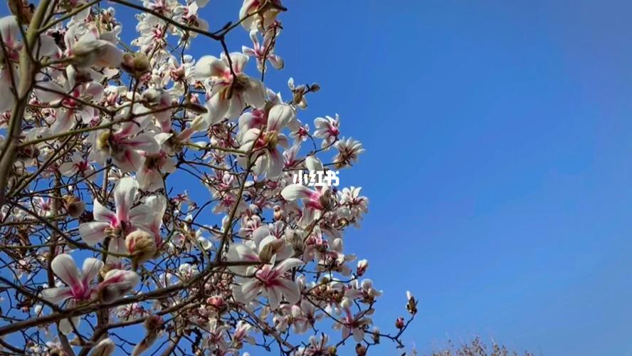 人间四月天#_读书_书籍_文化_阅读