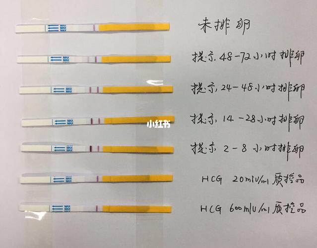 为了找到排卵日,备孕中的夫妻一定会借助排卵试纸.