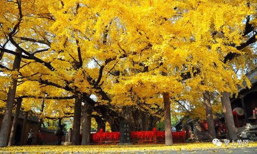 日照莒县浮来山千年银杏树(图源网络)