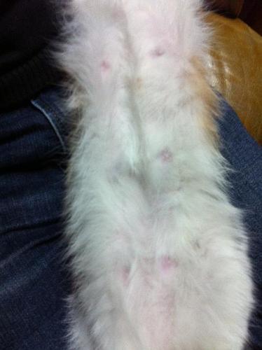 一岁母猫 乳房有明显涨大 排除怀孕 这会是病情表现吗