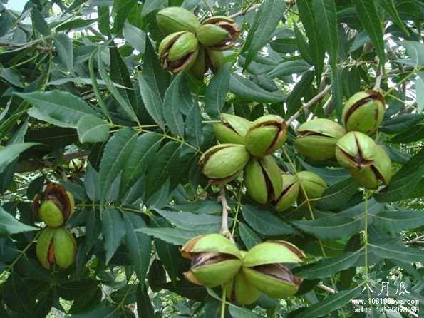 碧根果种植的是否有前景