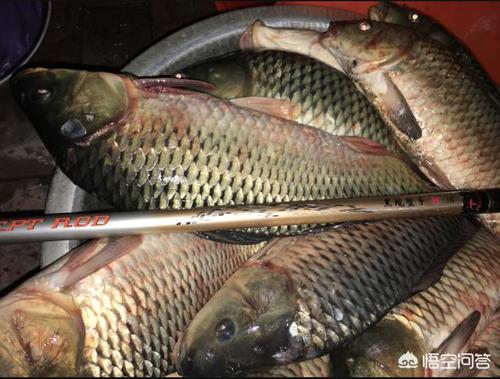 农村老人说买鲤鱼要买公鲤鱼,鲤鱼如何区分公母?