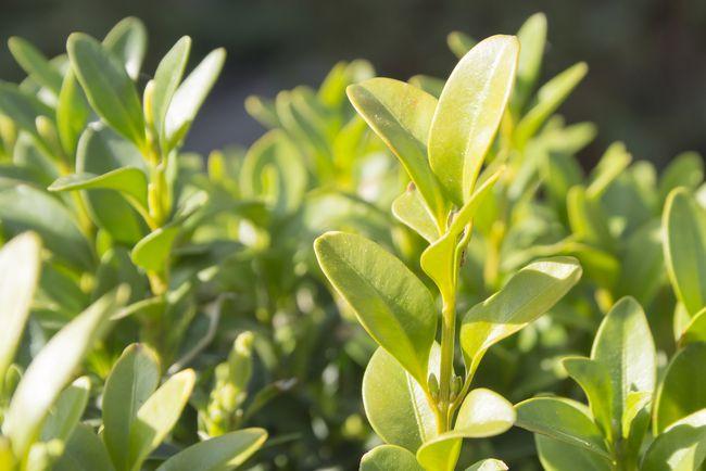 黄杨的叶子变黄了?应该怎么做?做好以下几点就可以了.