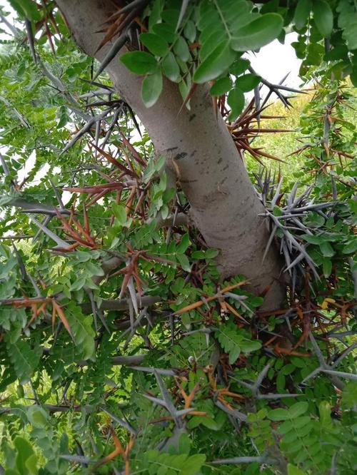 这树叫啥名?有啥用途?