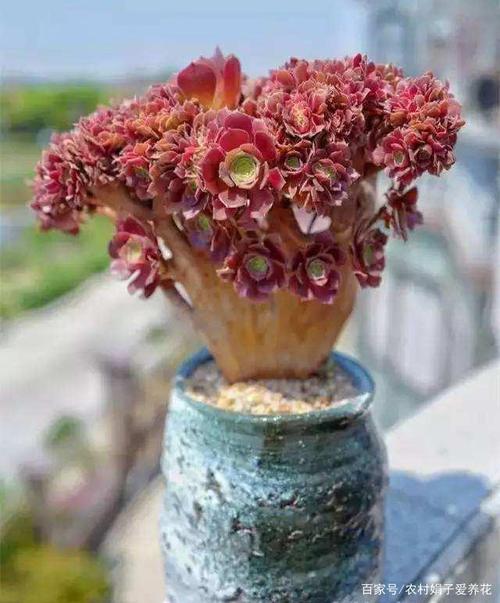淡妆浓抹总相宜,美丽的多肉——植物"法师"