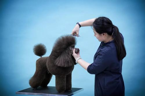 直播预告|贵宾犬拉姆装修剪技巧对宠物美容的帮助