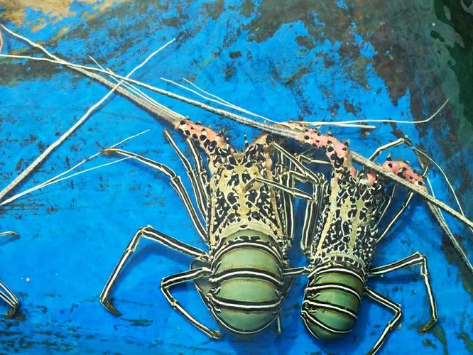 富饶的西沙群岛的大龙虾