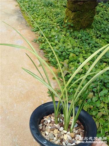 春剑孔雀 - 中国兰花交易网