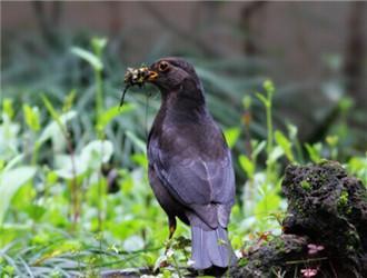 乌鸫鸟的饲养成年野生乌鸫怎样训养