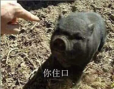 猪八戒表情包