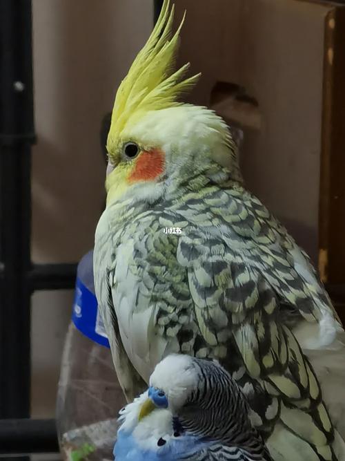 北京61重金悬赏61派特珍珠玄凤鹦鹉_鹦鹉_珍珠_鹦鹉怎么样_国务院