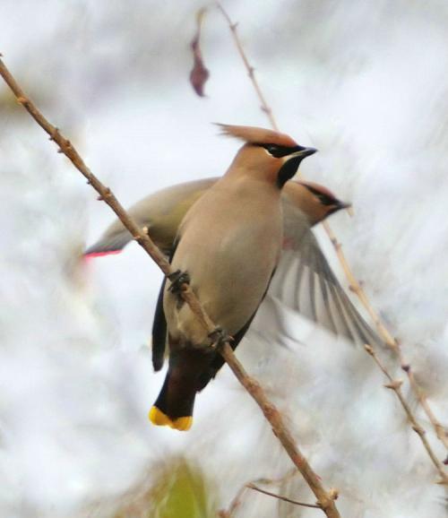 小鸟的尾巴为什么要一上一下摆动?难道只是因为好玩吗