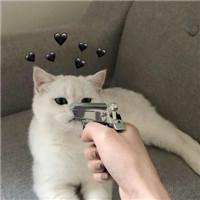 超萌猫咪可爱头像