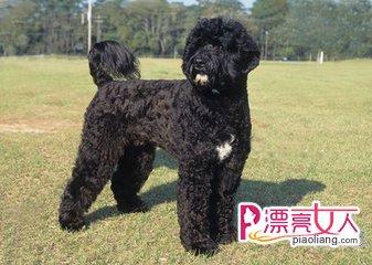 为葡萄牙水犬幼犬免疫