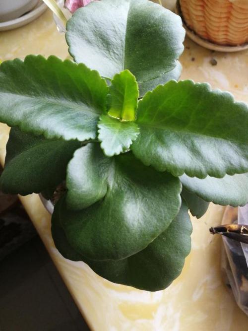 叶片肥厚,类似长寿花,植株高大,没开过花