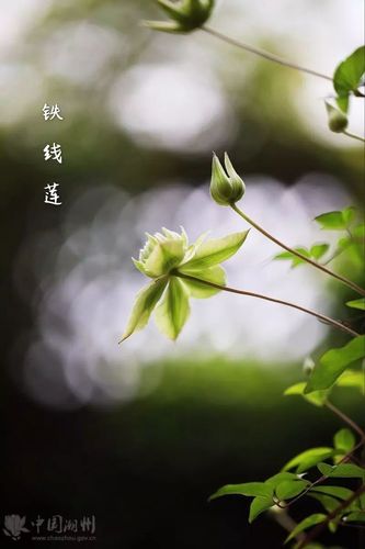 铁线莲 人爱莲花唯出水, 是谁顾影到樊篱.