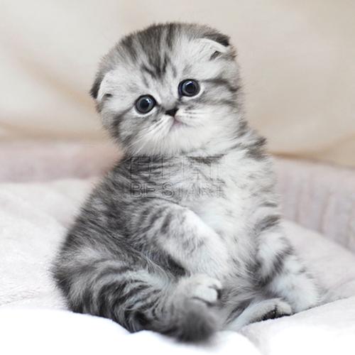 宠多熊宠物活体小猫咪苏格兰折耳猫蓝虎斑渐层英短折耳幼猫幼崽3