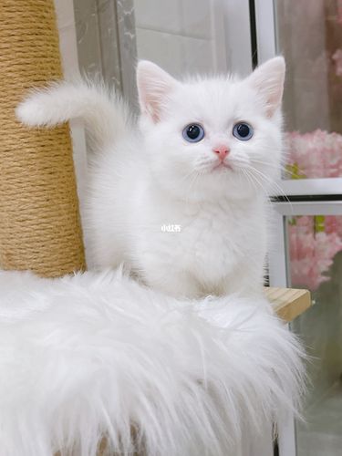 蓝眼睛纯白色曼基康矮脚猫_矮脚猫_曼基康_纯白色_吸猫_宠物_猫